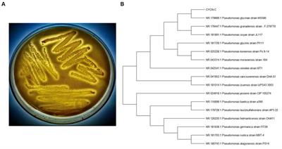 Frontiers New Insight Into The Metabolic Mechanism Of A Novel Lipid